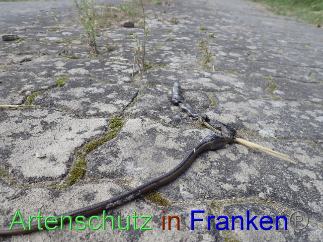 © Artenschutz in Franken® Bild zum Eintrag (1056460-160)