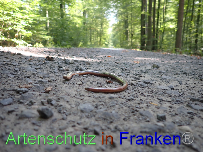 © Artenschutz in Franken® Bild zum Eintrag (1056461-160)