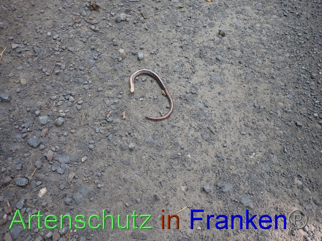 © Artenschutz in Franken® Bild zum Eintrag (1056462-160)