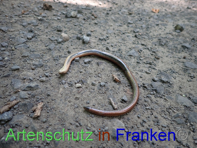 © Artenschutz in Franken® Bild zum Eintrag (1056463-160)