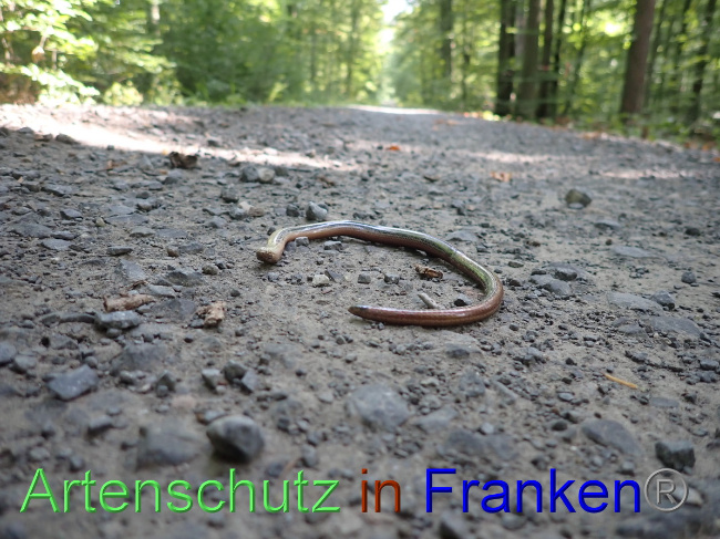 © Artenschutz in Franken® Bild zum Eintrag (1056464-160)