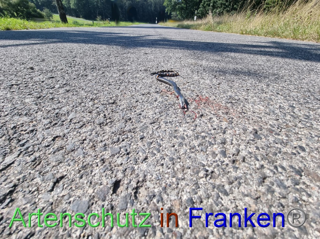 © Artenschutz in Franken® Bild zum Eintrag (1056465-160)