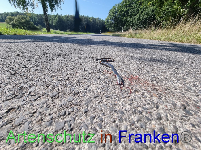 © Artenschutz in Franken® Bild zum Eintrag (1056466-160)