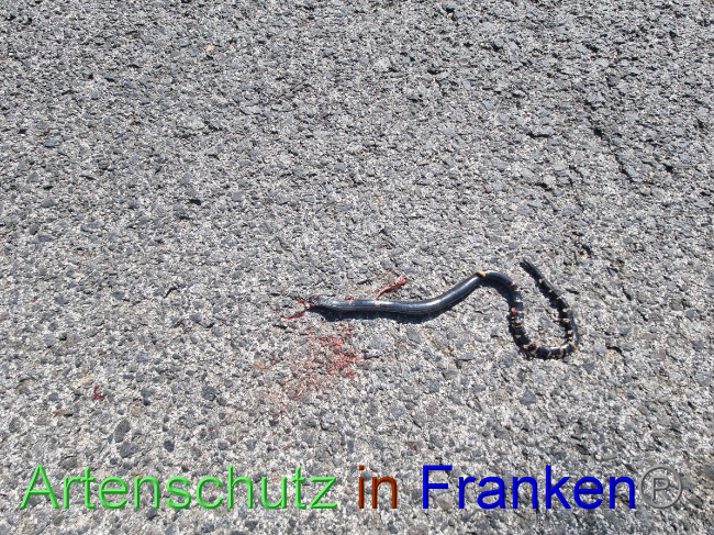 © Artenschutz in Franken® Bild zum Eintrag (1056467-160)