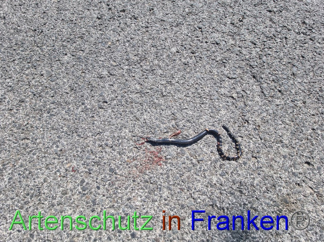 © Artenschutz in Franken® Bild zum Eintrag (1056468-160)
