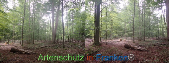 © Artenschutz in Franken® Bild zum Eintrag (1056793-160)