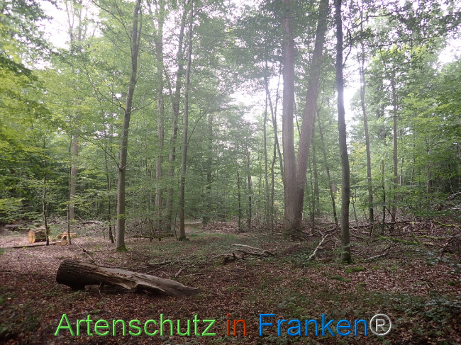 © Artenschutz in Franken® Bild zum Eintrag (1056795-160)