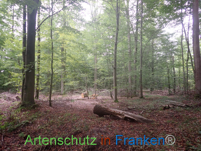 © Artenschutz in Franken® Bild zum Eintrag (1056796-160)