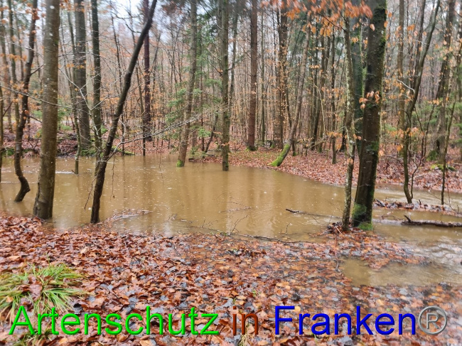 © Artenschutz in Franken® Bild zum Eintrag (1061847-160)