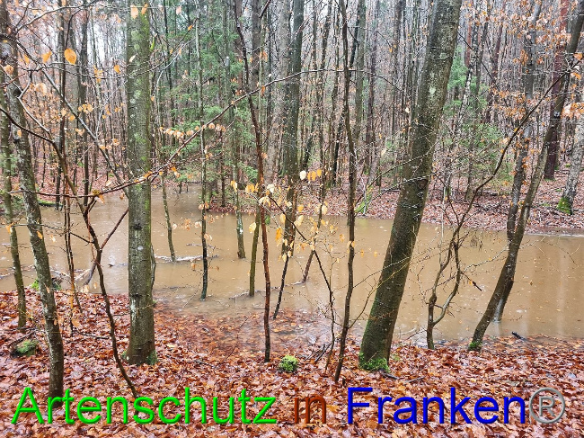 © Artenschutz in Franken® Bild zum Eintrag (1061848-160)