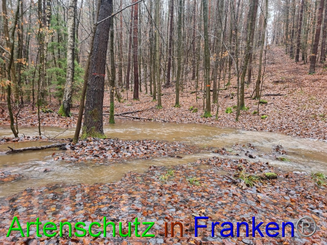 © Artenschutz in Franken® Bild zum Eintrag (1061850-160)