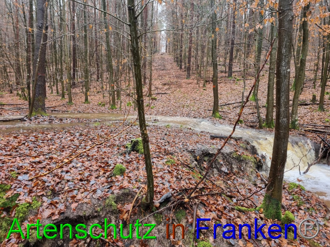 © Artenschutz in Franken® Bild zum Eintrag (1061851-160)