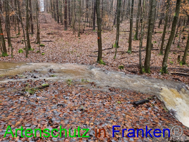 © Artenschutz in Franken® Bild zum Eintrag (1061852-160)