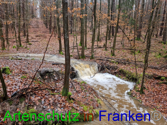 © Artenschutz in Franken® Bild zum Eintrag (1061853-160)