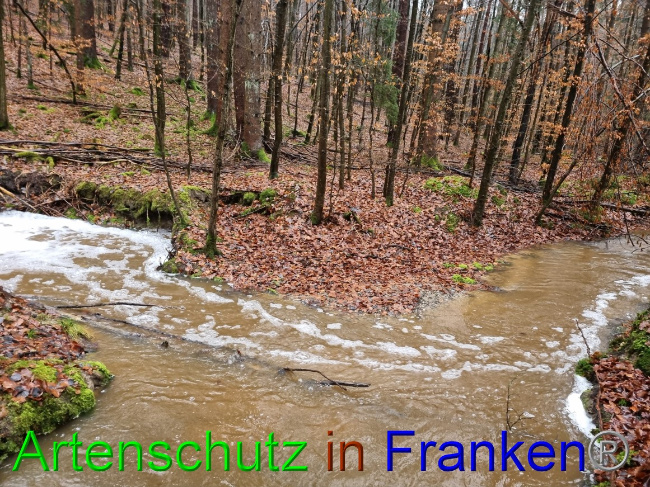 © Artenschutz in Franken® Bild zum Eintrag (1061854-160)