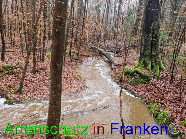 © Artenschutz in Franken® Bild zum Eintrag (1061855-160)