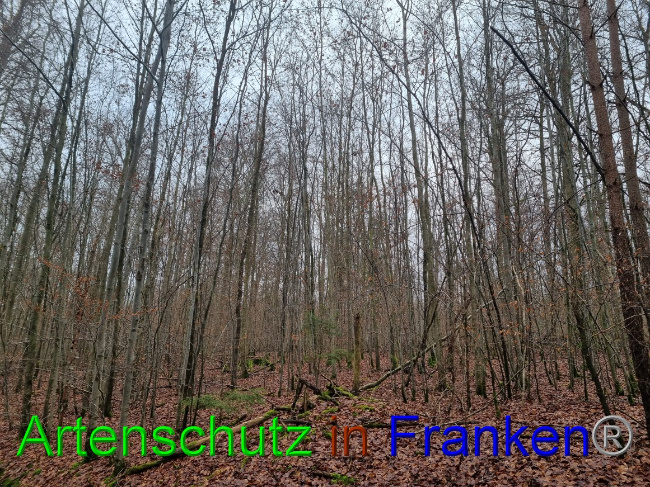 © Artenschutz in Franken® Bild zum Eintrag (1061898-160)