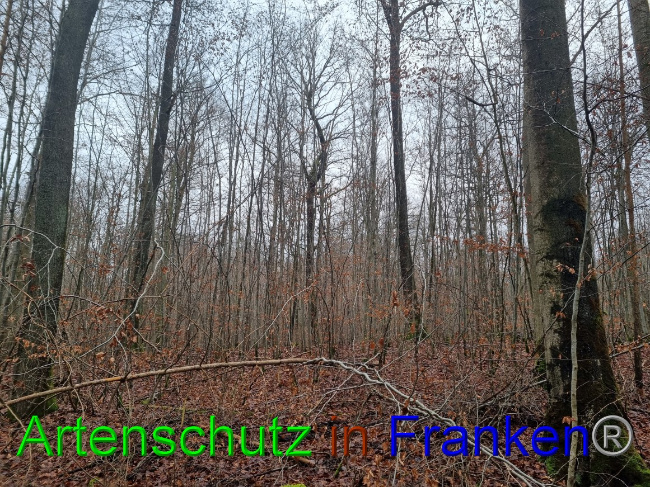 © Artenschutz in Franken® Bild zum Eintrag (1061899-160)