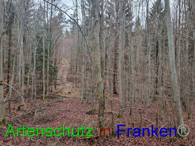 © Artenschutz in Franken® Bild zum Eintrag (1061900-160)