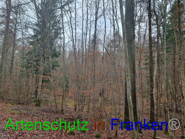 © Artenschutz in Franken® Bild zum Eintrag (1061903-160)