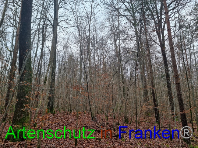 © Artenschutz in Franken® Bild zum Eintrag (1061904-160)