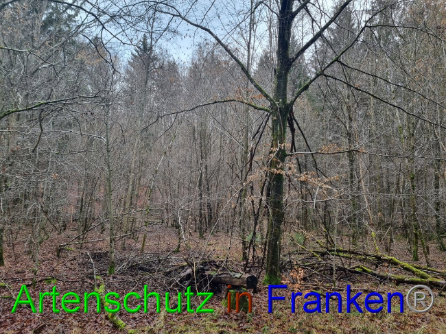 © Artenschutz in Franken® Bild zum Eintrag (1061905-160)