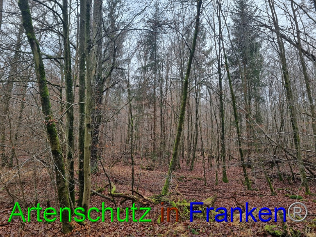 © Artenschutz in Franken® Bild zum Eintrag (1061907-160)