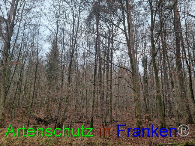© Artenschutz in Franken® Bild zum Eintrag (1061908-160)