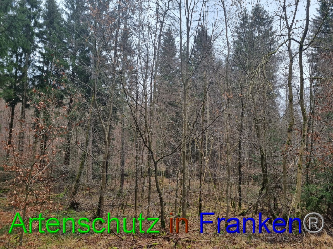 © Artenschutz in Franken® Bild zum Eintrag (1061909-160)