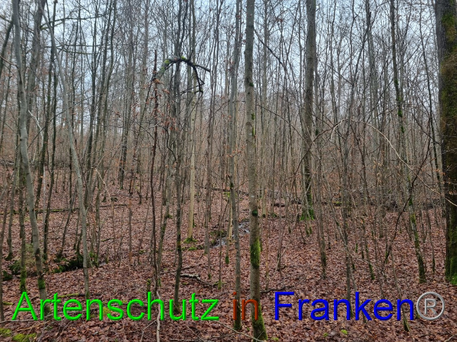 © Artenschutz in Franken® Bild zum Eintrag (1061917-160)