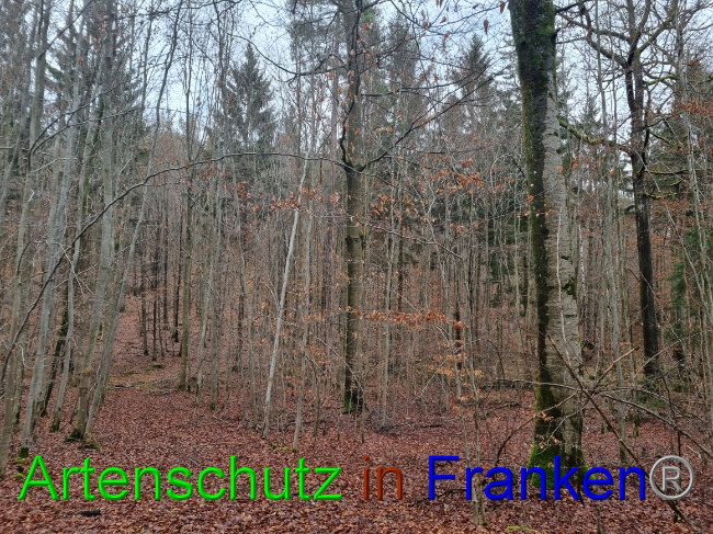 © Artenschutz in Franken® Bild zum Eintrag (1061918-160)