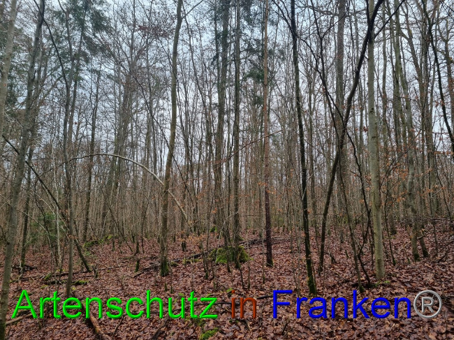 © Artenschutz in Franken® Bild zum Eintrag (1061919-160)