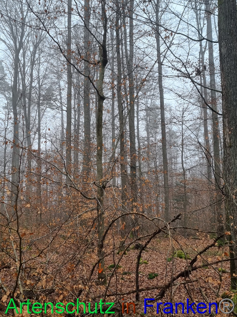 © Artenschutz in Franken® Bild zum Eintrag (1063050-160)