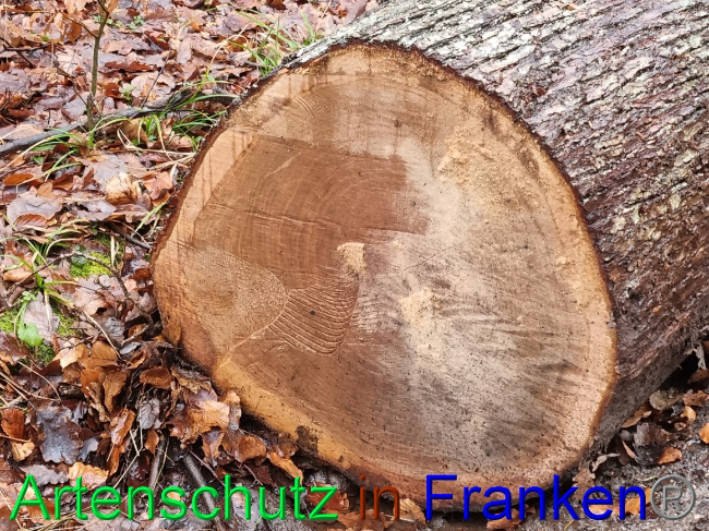 © Artenschutz in Franken® Bild zum Eintrag (1063157-160)