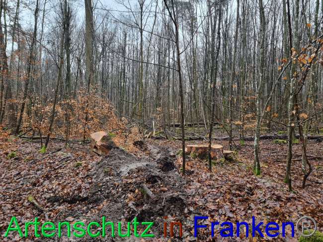 © Artenschutz in Franken® Bild zum Eintrag (1063159-160)