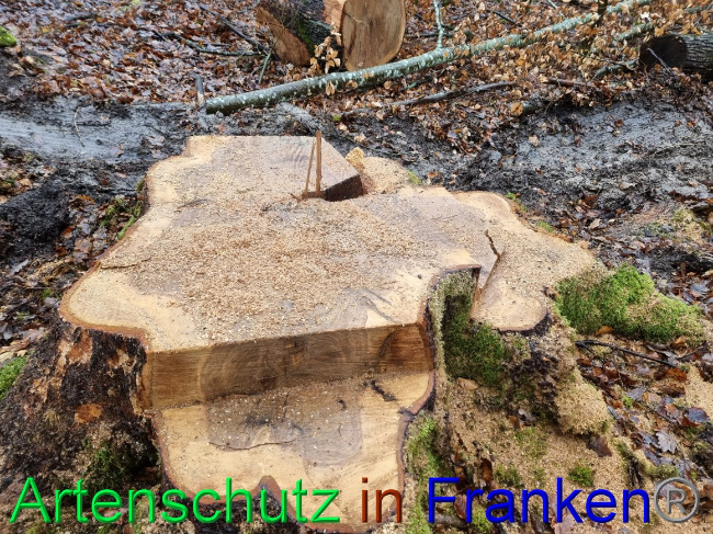 © Artenschutz in Franken® Bild zum Eintrag (1063160-160)