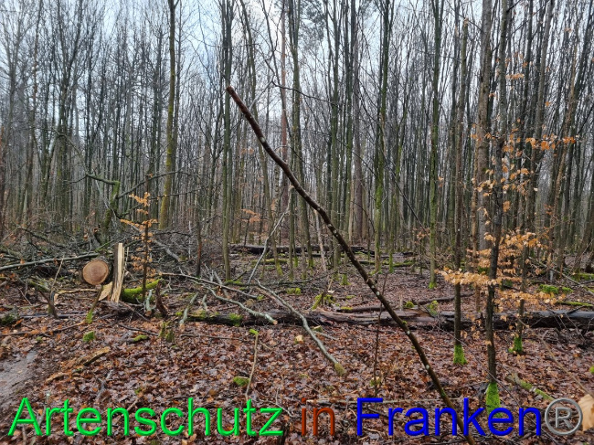 © Artenschutz in Franken® Bild zum Eintrag (1063162-160)