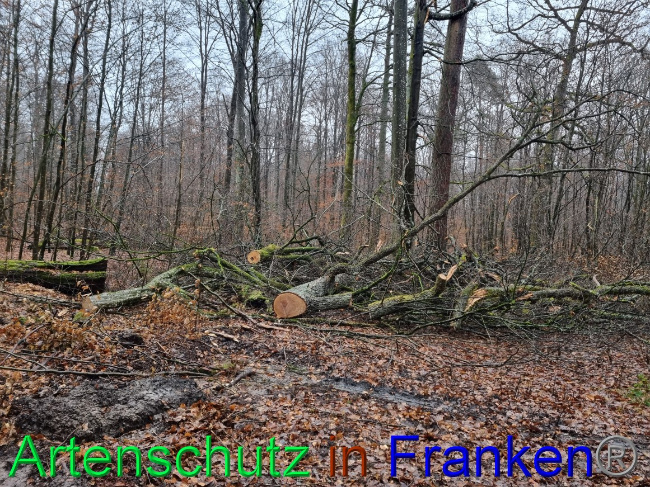 © Artenschutz in Franken® Bild zum Eintrag (1063163-160)