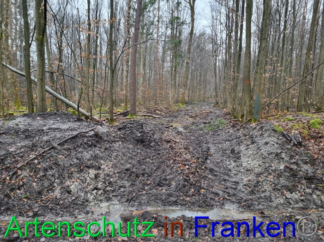 © Artenschutz in Franken® Bild zum Eintrag (1063167-160)