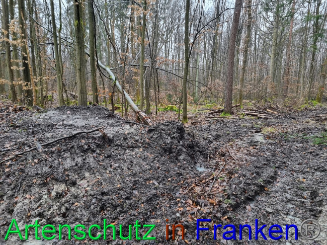 © Artenschutz in Franken® Bild zum Eintrag (1063168-160)