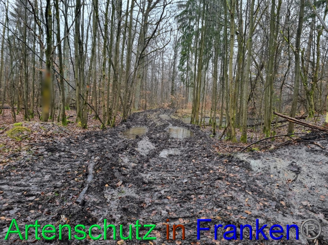 © Artenschutz in Franken® Bild zum Eintrag (1063169-160)