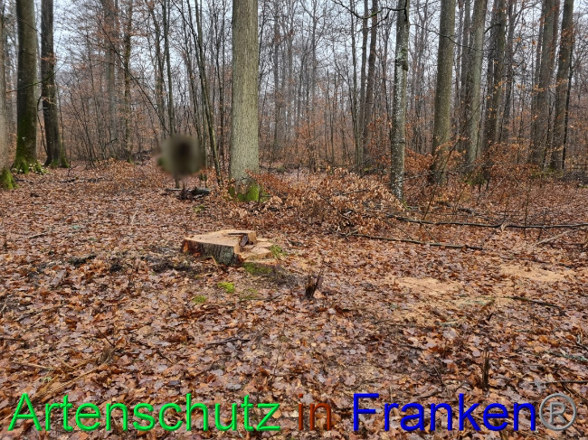 © Artenschutz in Franken® Bild zum Eintrag (1063171-160)