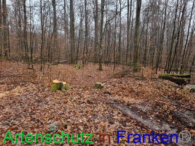 © Artenschutz in Franken® Bild zum Eintrag (1063172-160)