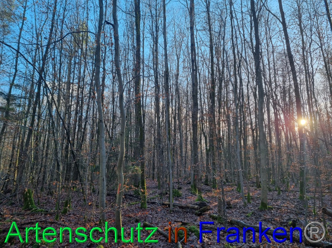 © Artenschutz in Franken® Bild zum Eintrag (1063174-160)