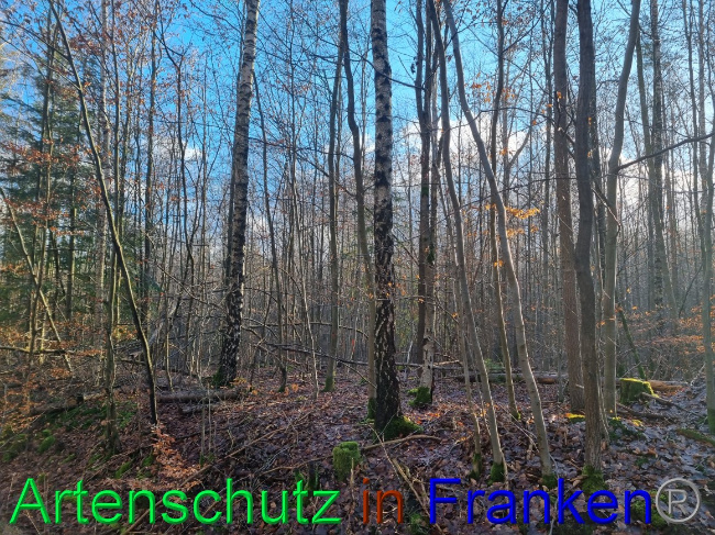 © Artenschutz in Franken® Bild zum Eintrag (1063176-160)