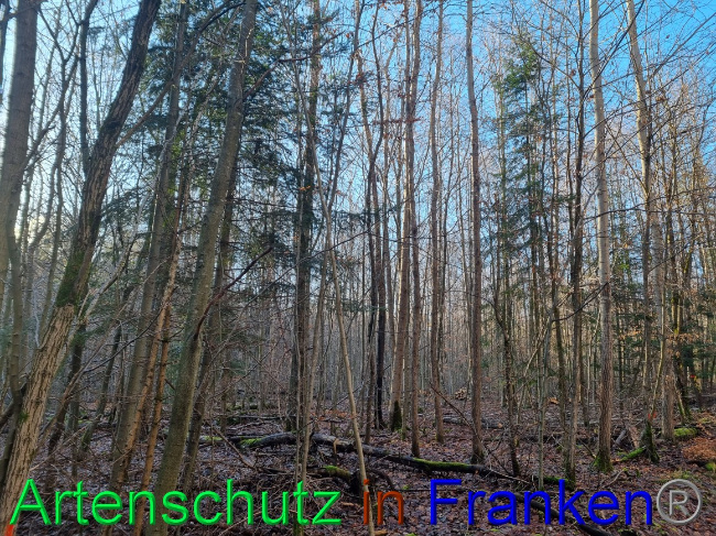 © Artenschutz in Franken® Bild zum Eintrag (1063177-160)