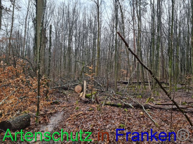 © Artenschutz in Franken® Bild zum Eintrag (1063186-160)