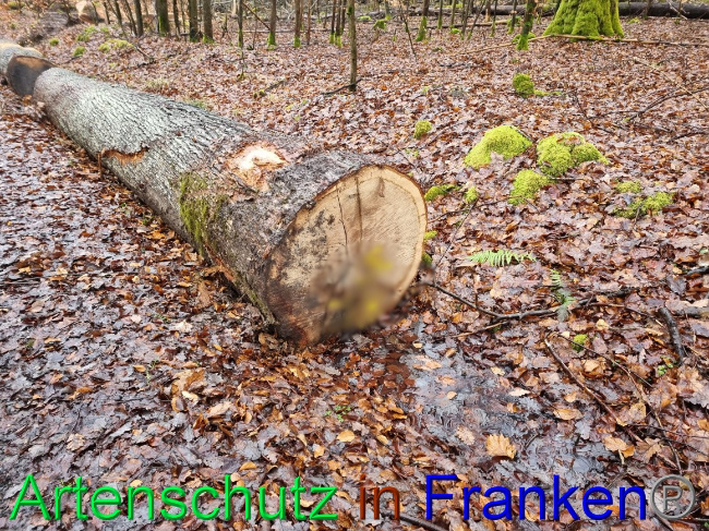 © Artenschutz in Franken® Bild zum Eintrag (1063187-160)