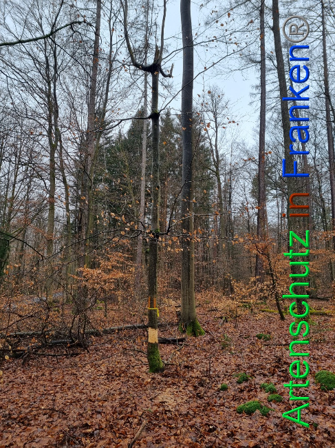 © Artenschutz in Franken® Bild zum Eintrag (1063615-160)