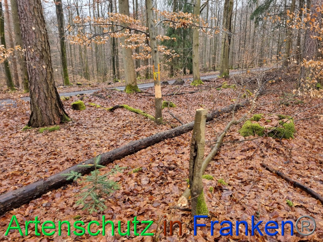 © Artenschutz in Franken® Bild zum Eintrag (1063618-160)